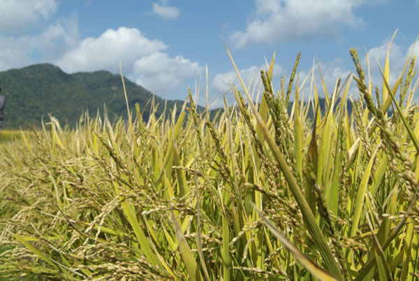 稲穂